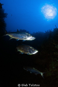 Tarpons by Gleb Tolstov 